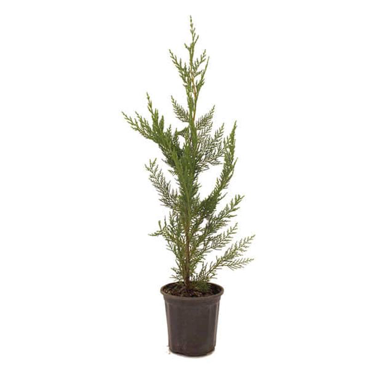 Cupressus leylandi in pot 19cm