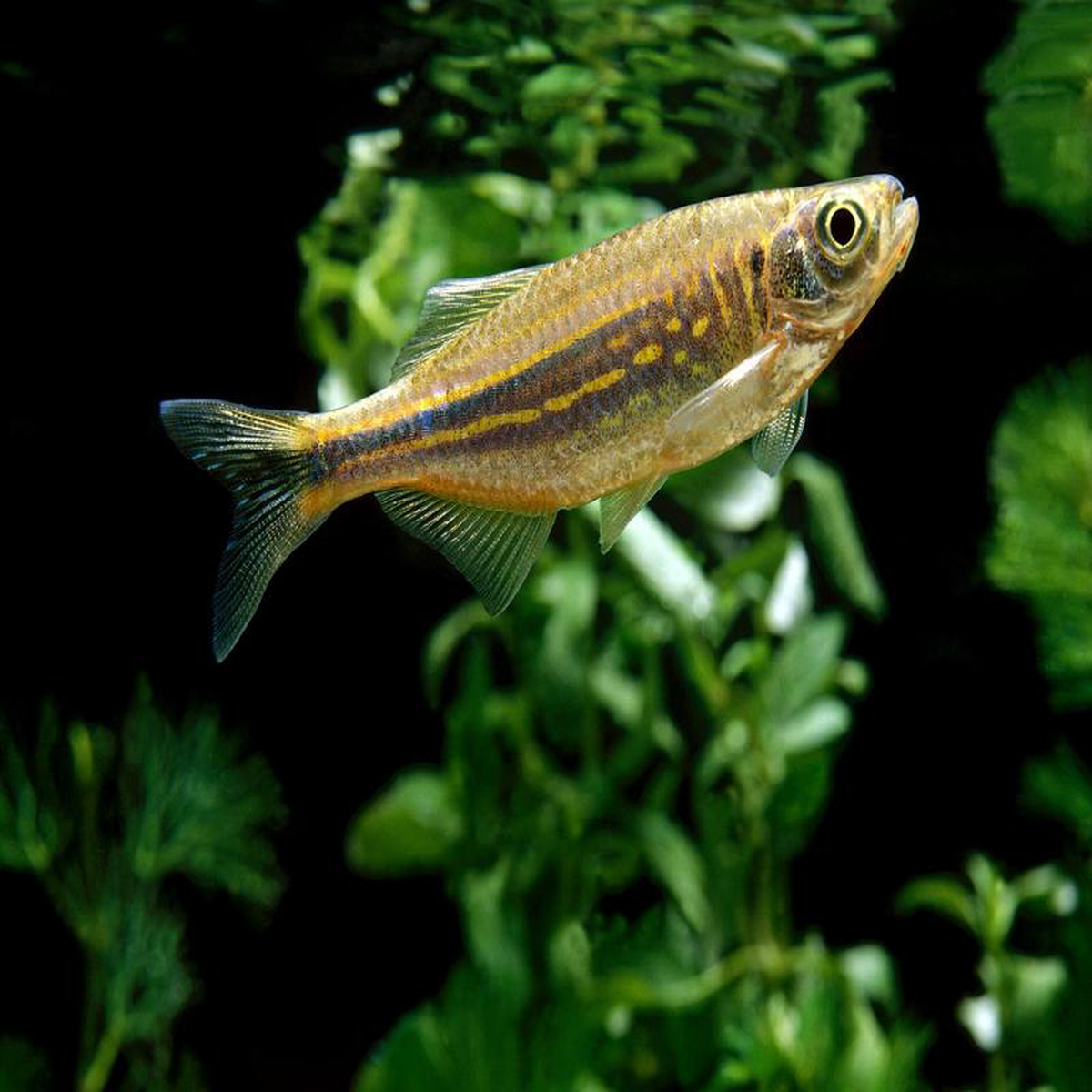 Giant Danio 8211 Special 6 for 30