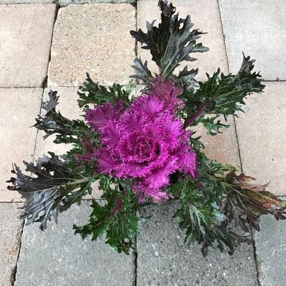 Kale 8216Glamour Red8217 4 Inch