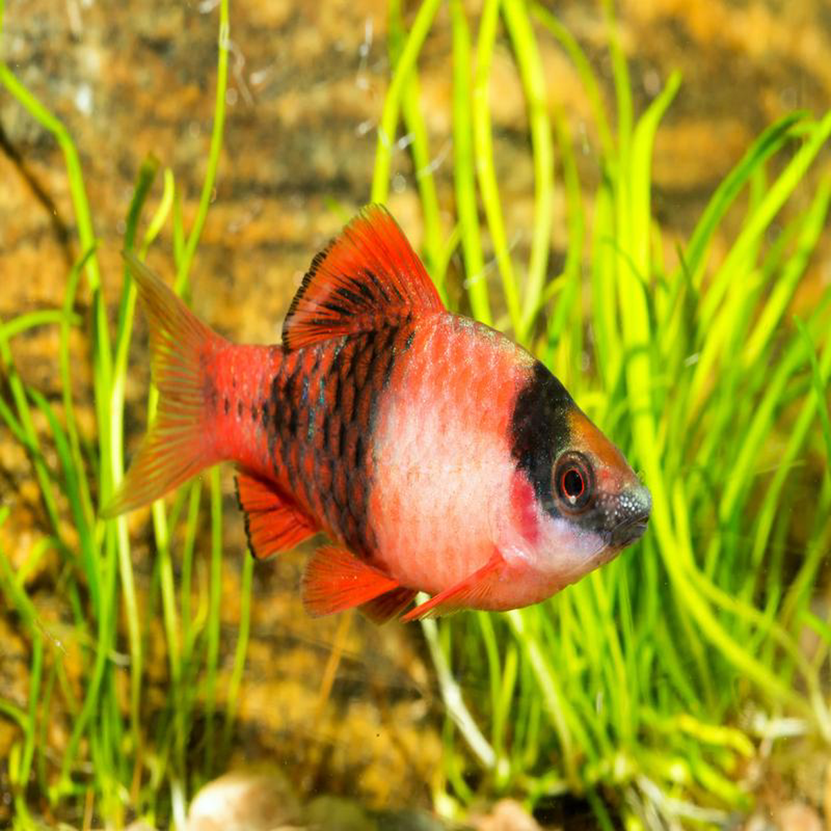 Panda Barb