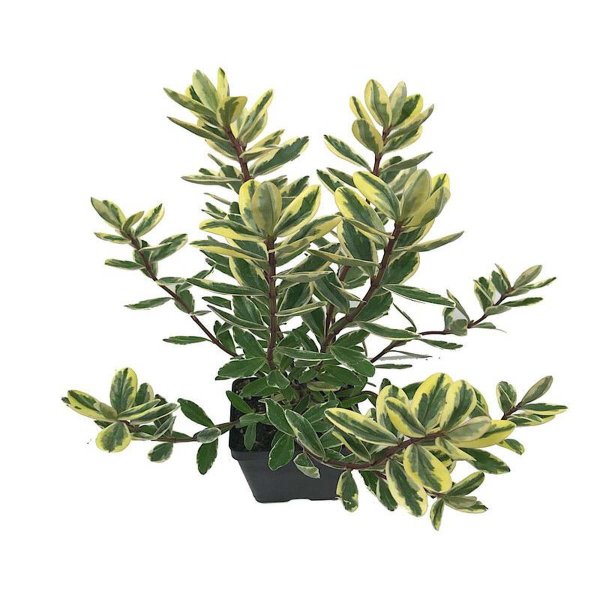 Hebe speciosa 8216Variegata8217 Quart