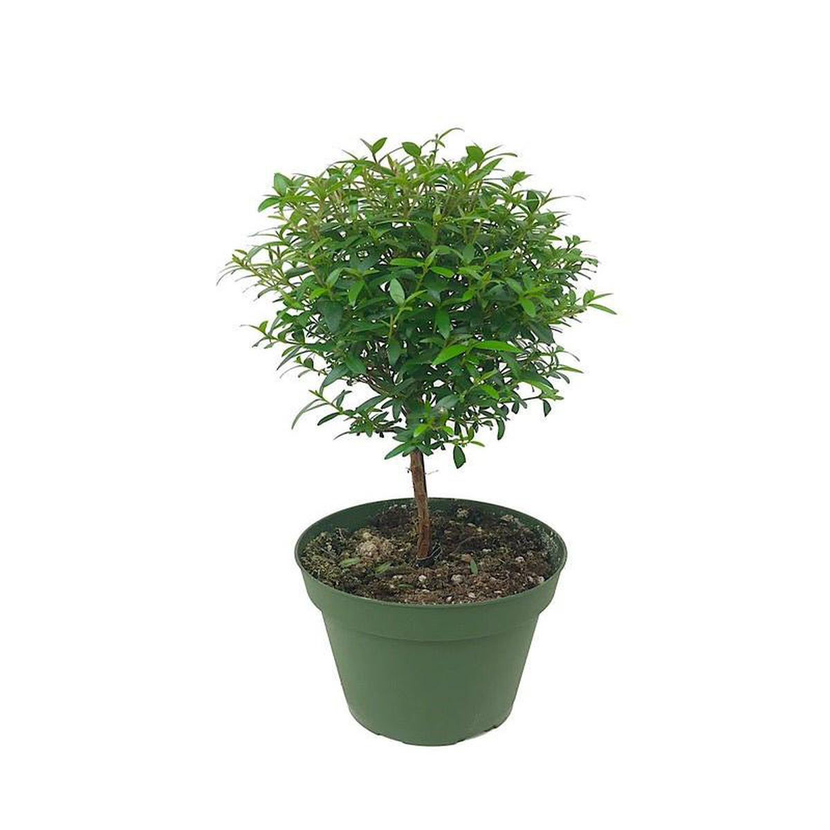 Myrtle communis 8216Ball Topiary8217 4 Inch