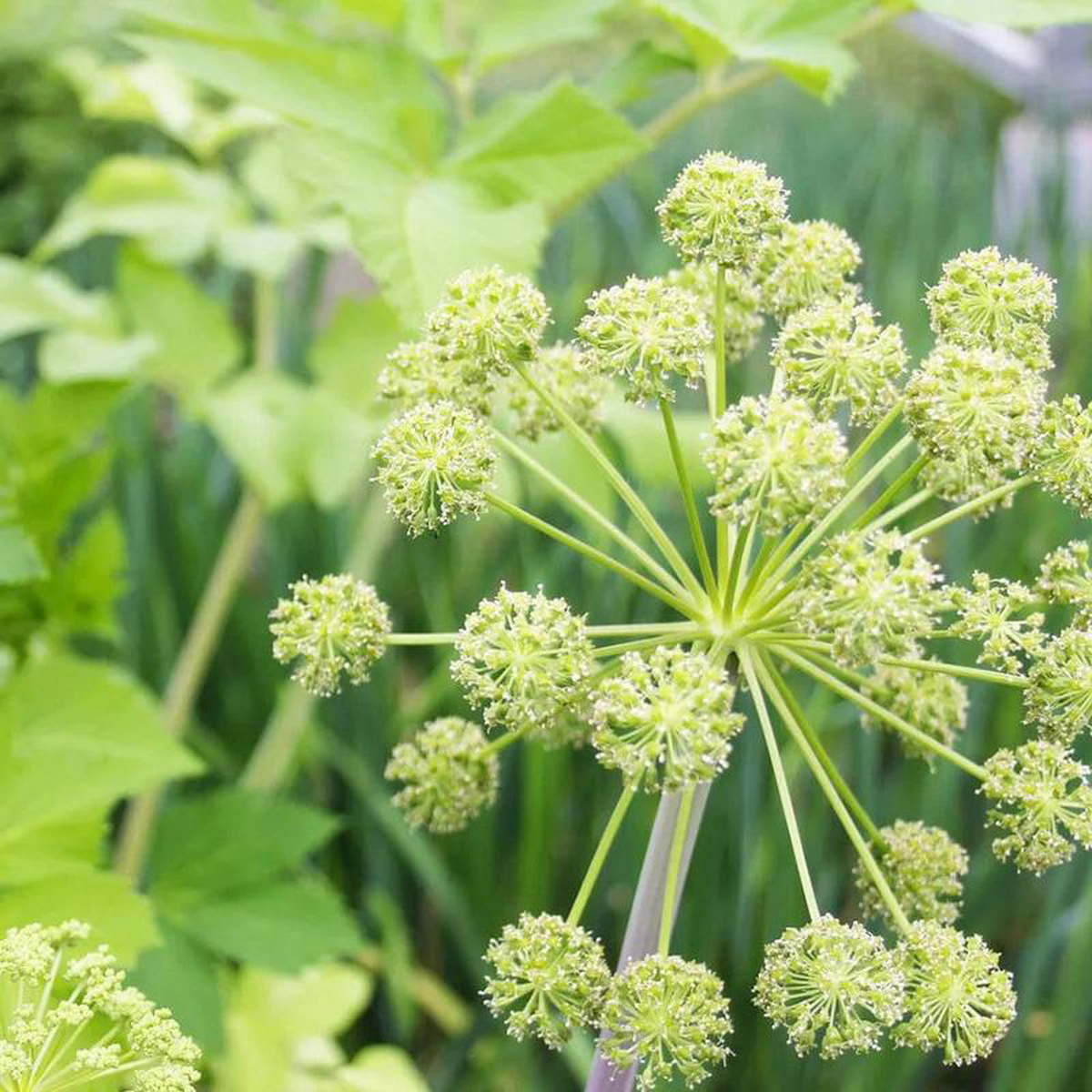 Angelica Archangelica Aquatic Pond Plant 8211 Wild Celery 9cm (3 Pack)