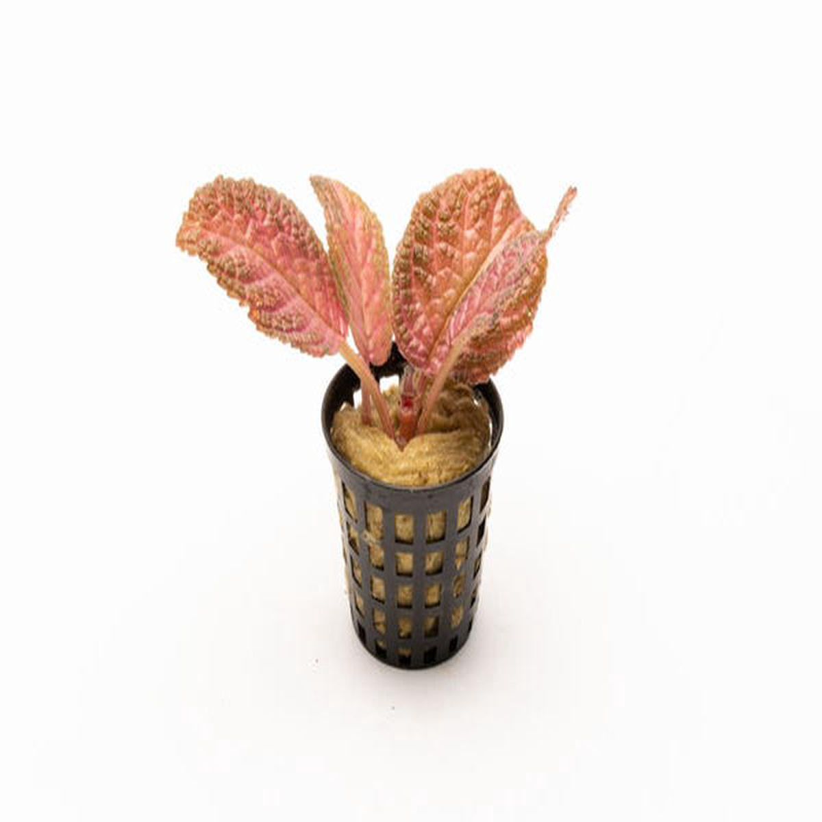 Episcia Ruby Red Dress