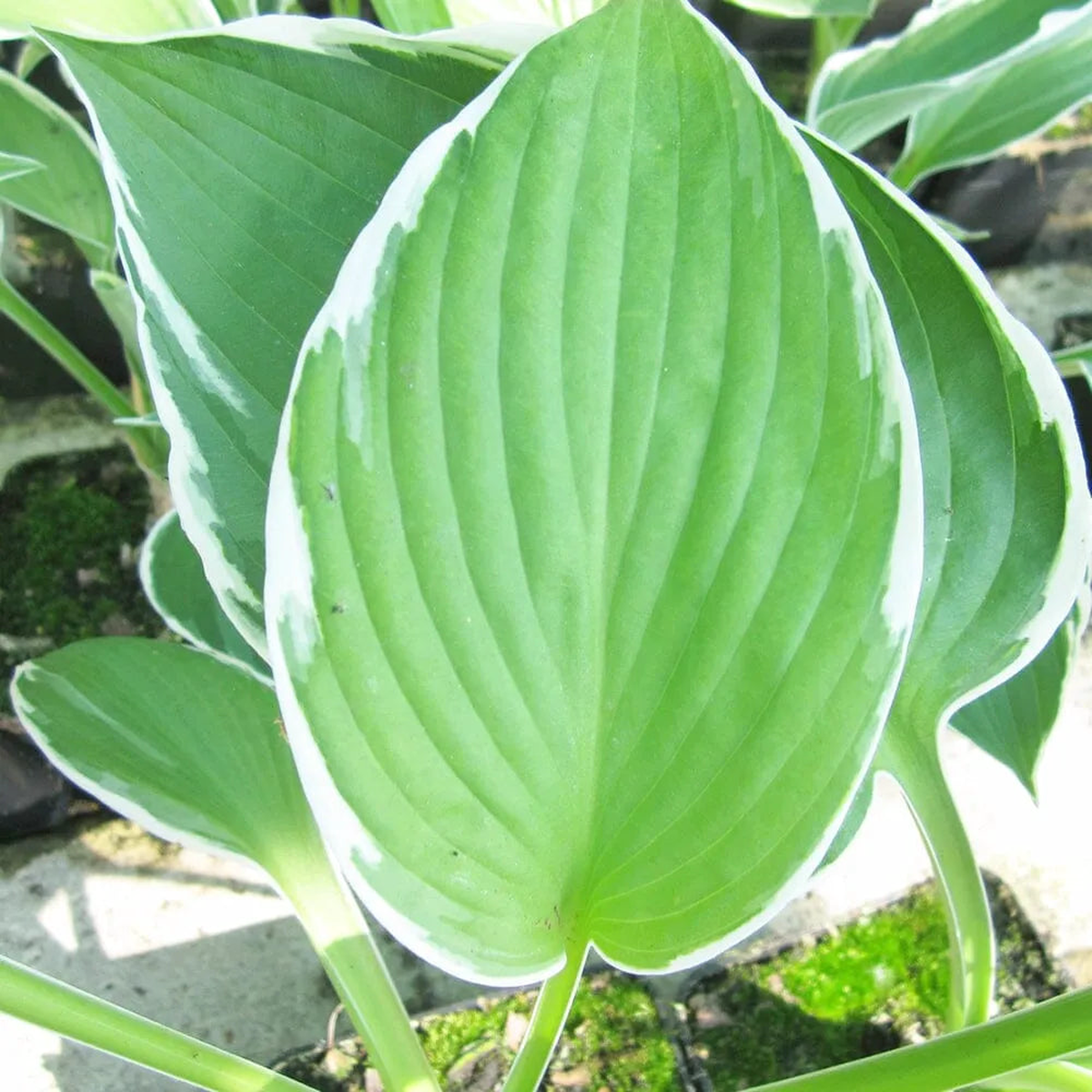 Hosta Francee Aquatic Pond Plant 8211 Plantain Lily 5ltr Pot Size