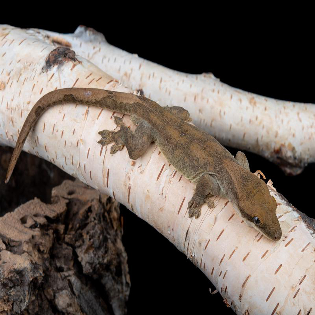 Male (S7-1205-1)