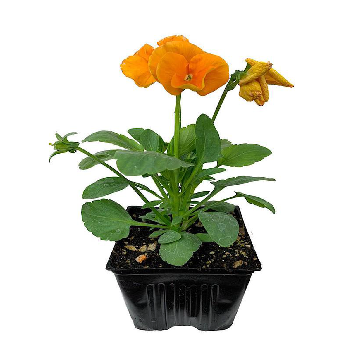 Pansy Radiance Violet 4 Inch