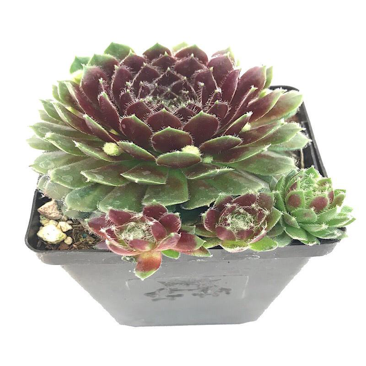 Sempervivum 8216Pilioseum8217 4 Inch