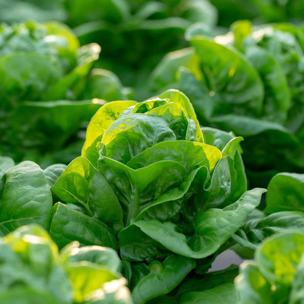 Tennis Ball Lettuce Black-Seeded (Lactuca sativa)