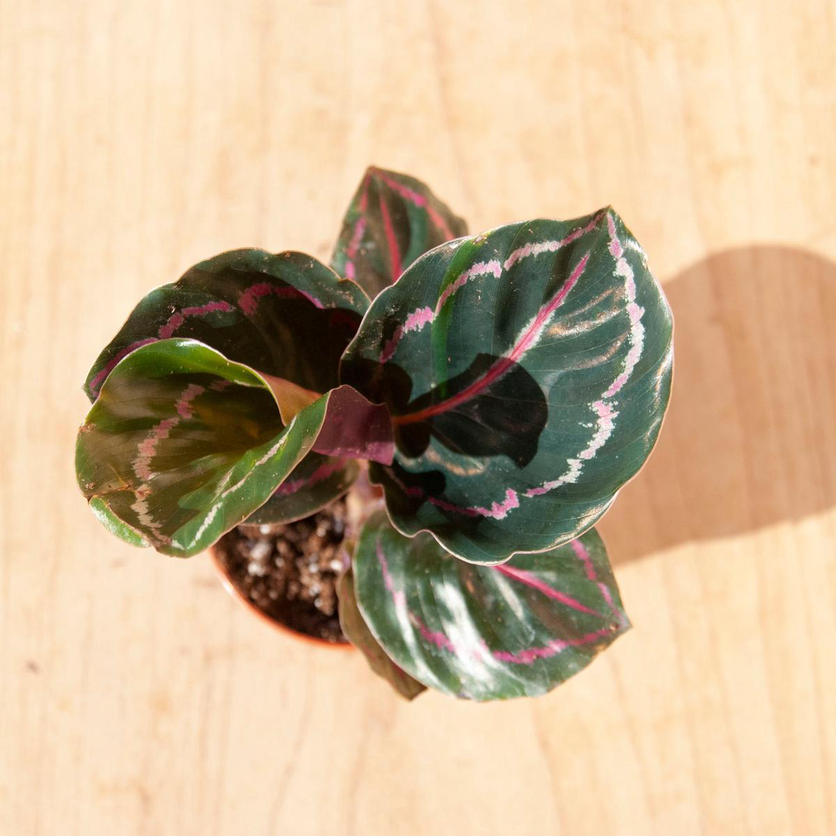 Calathea roseopicta 8211 48221 Rosy