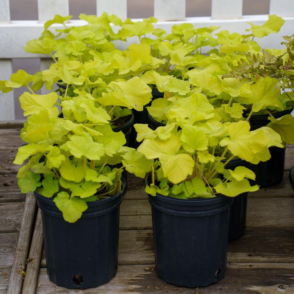 Citronelle Coral Bells 1 Gallon
