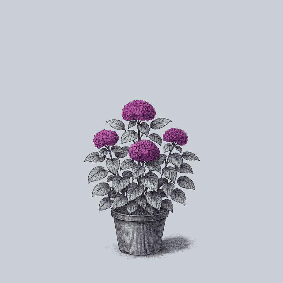 Invincibelle Mini Mauvette Hydrangea 3 Gallon