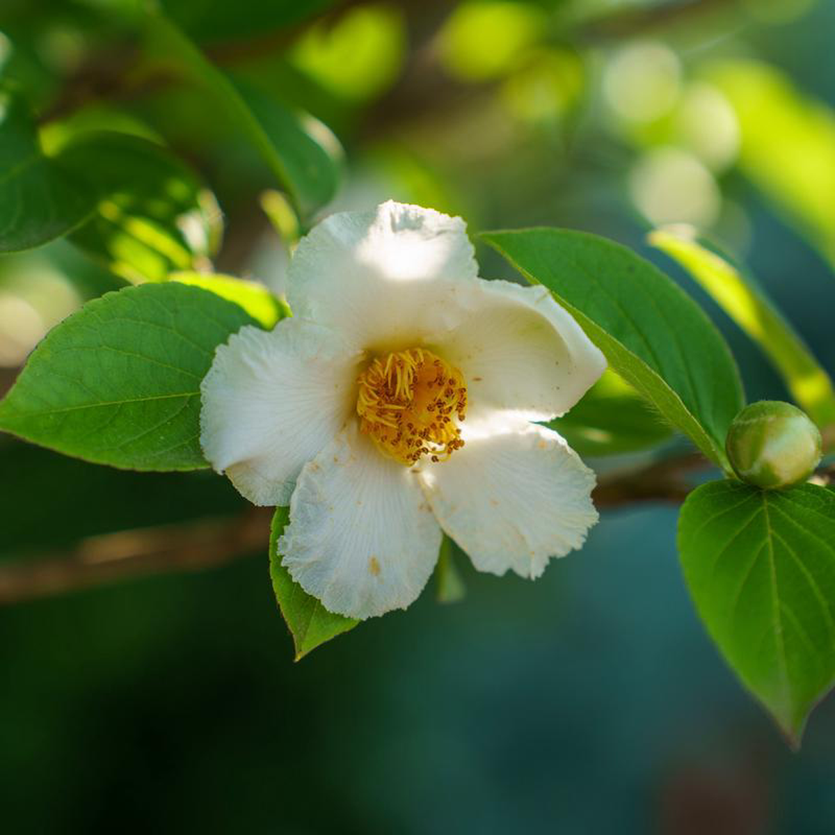 Japanese Stewartia 25 inch B038B