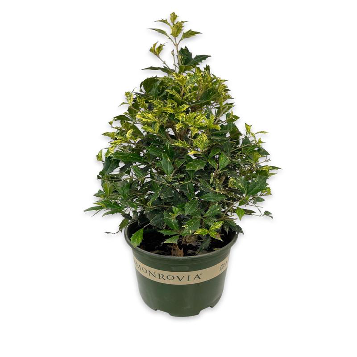 Osmanthus heterophyllus 8216Goshiki8217 1 Gallon