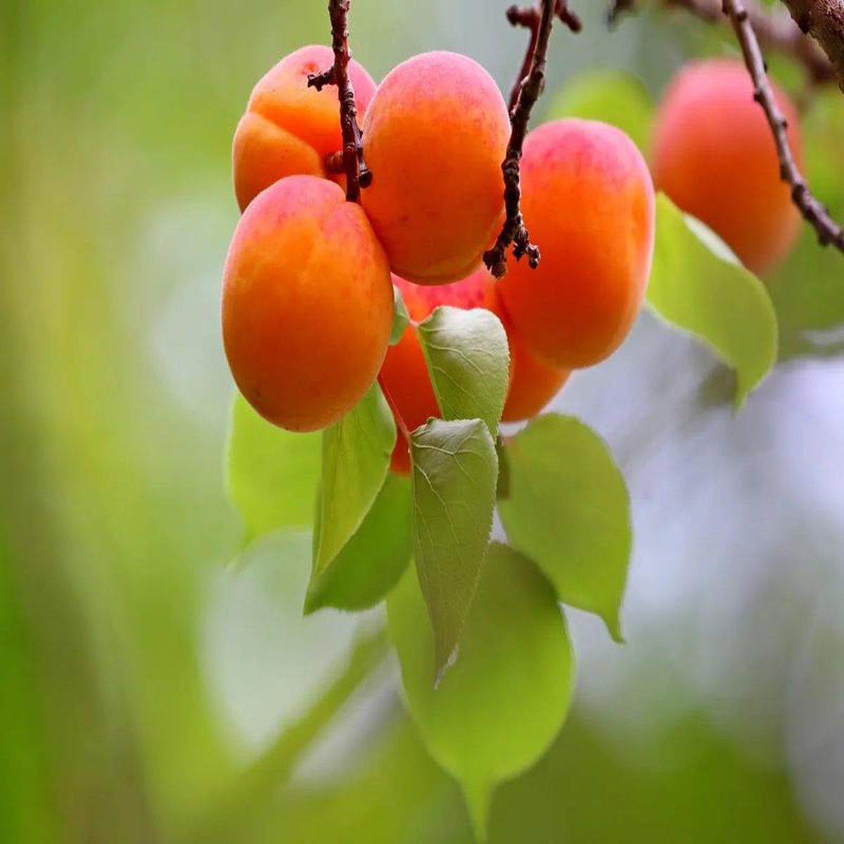 Plant Abricotiers Borsalino-cov greff PR-RMirared Racine nues 100-120 cm non-trait