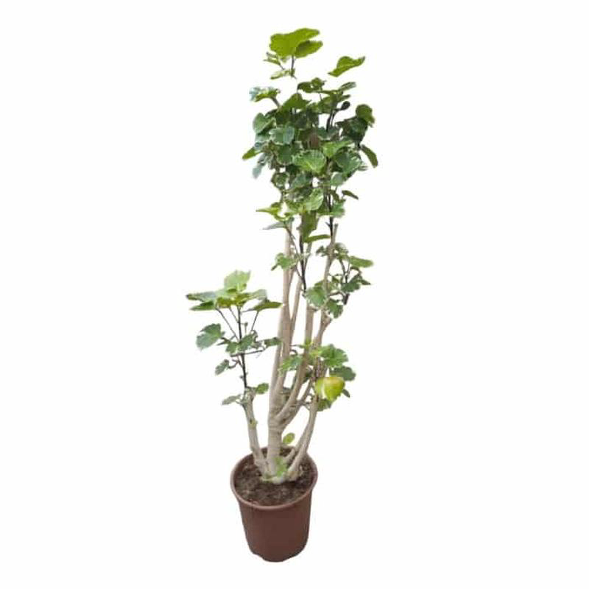 Poliscias Balfouriana in Pot 24cm H130cm