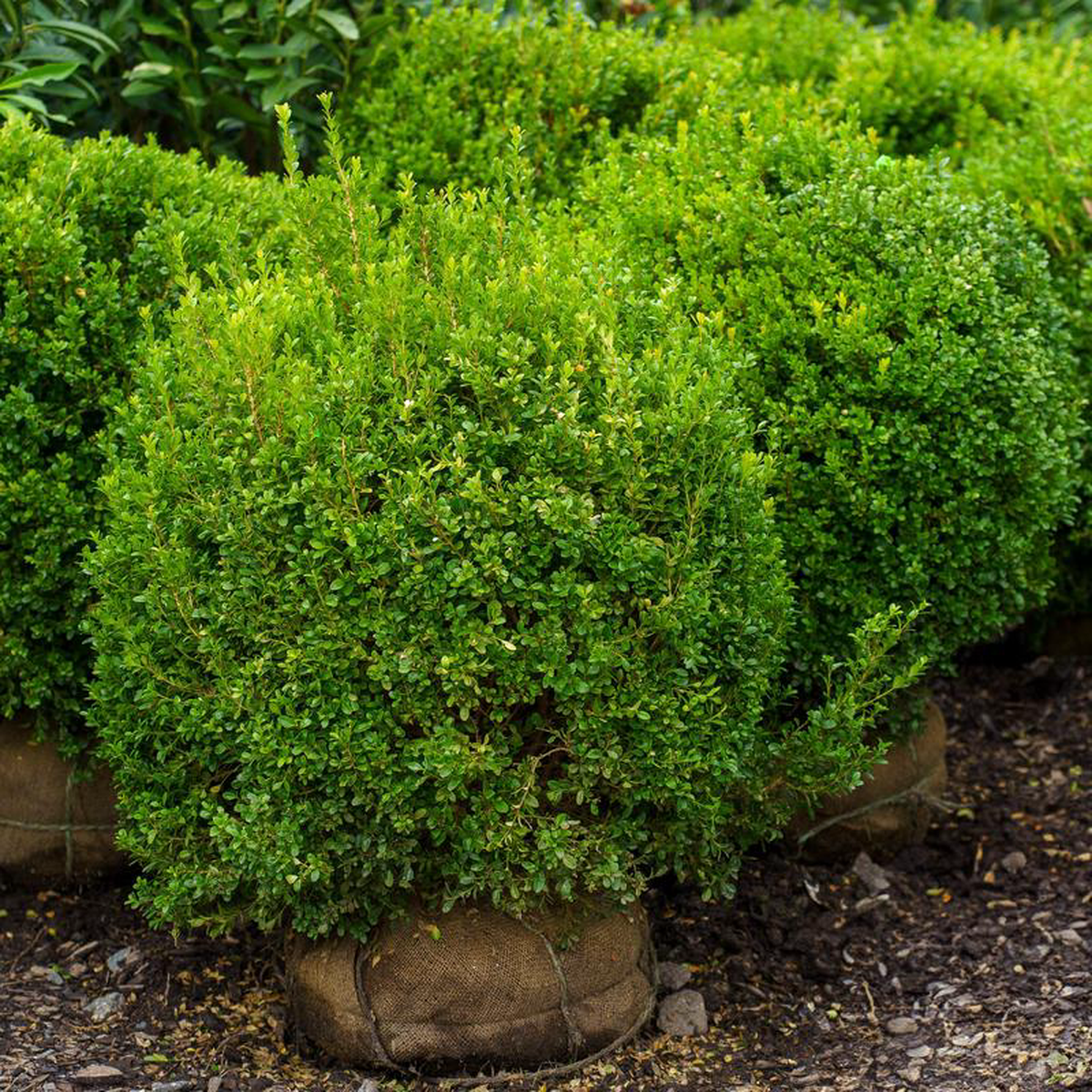 Baby Gem Boxwood 30 inch B038B