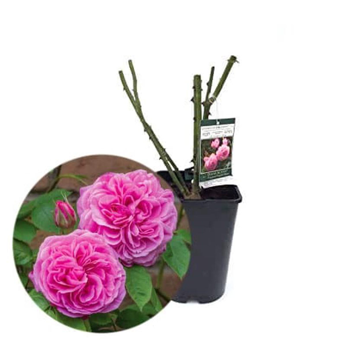 David Austin Roses Gertrude Jekyll