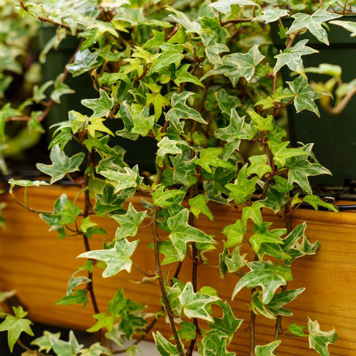Mini Esther Ivy 45 inch Pot