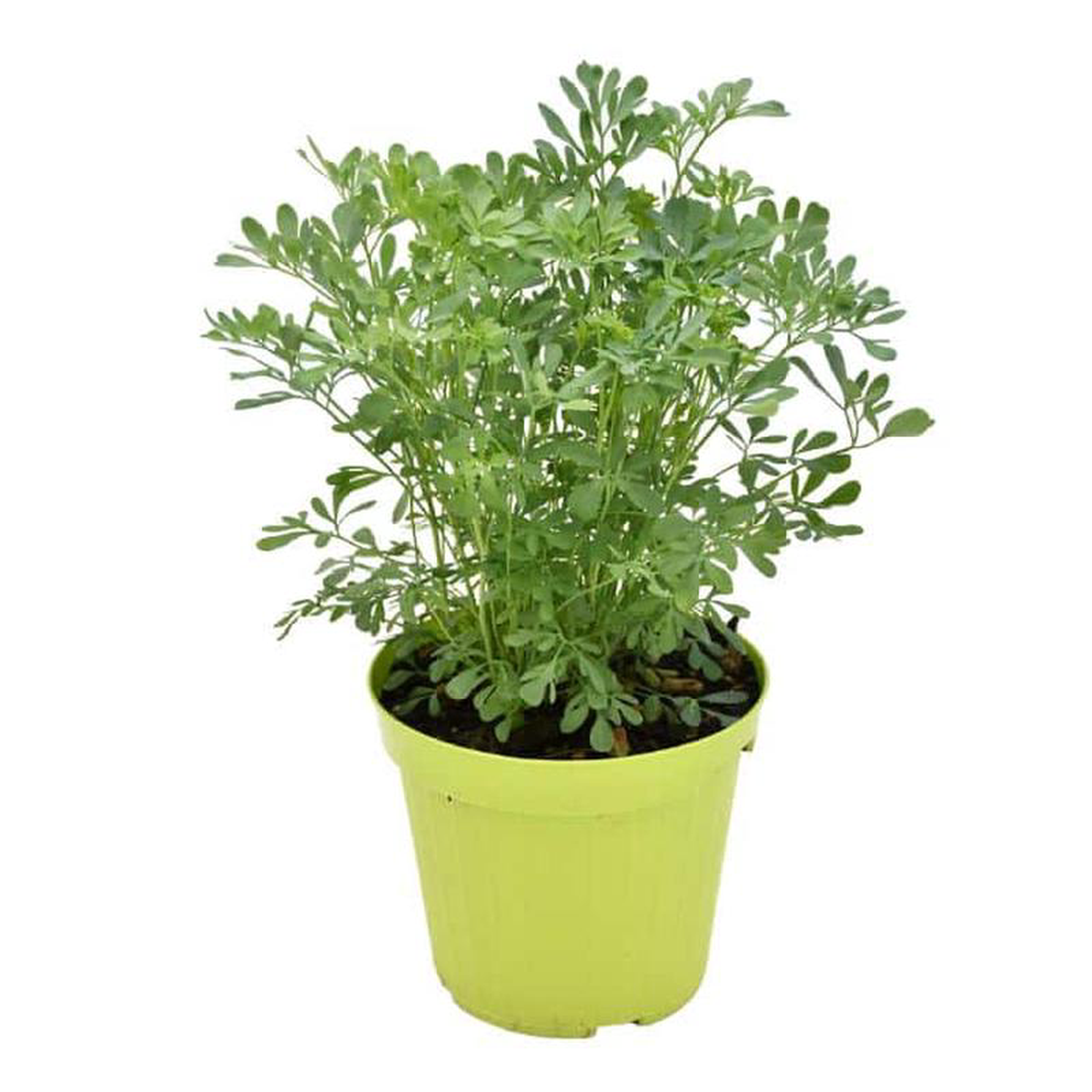 Ruta in Pot 14cm