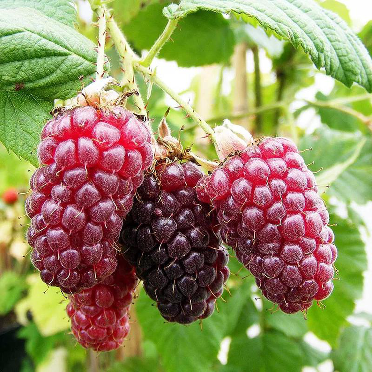 Tayberry (Rubus hybrid) Fruit Bush 3ltr Pot