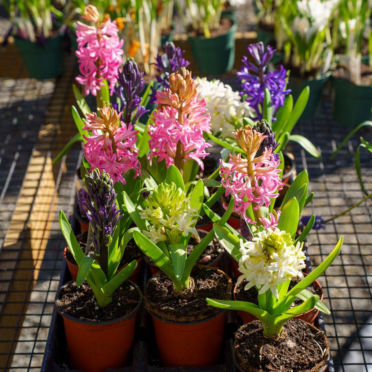 Common Hyacinth 7 inch Pot