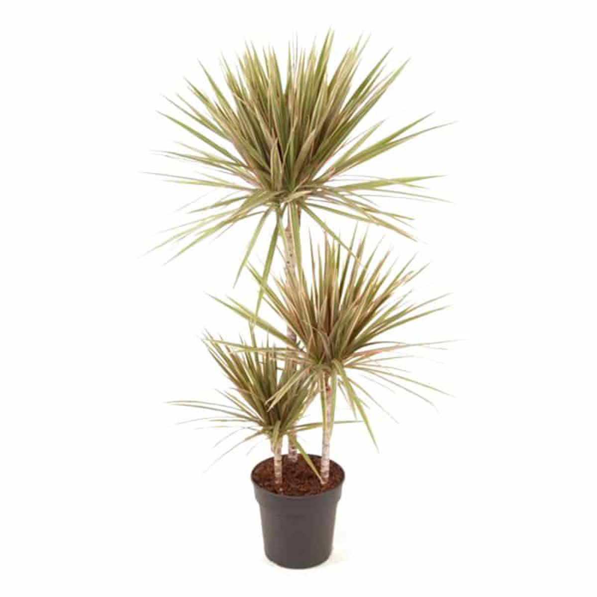 Dracaena Bicolor H60-30-15cm