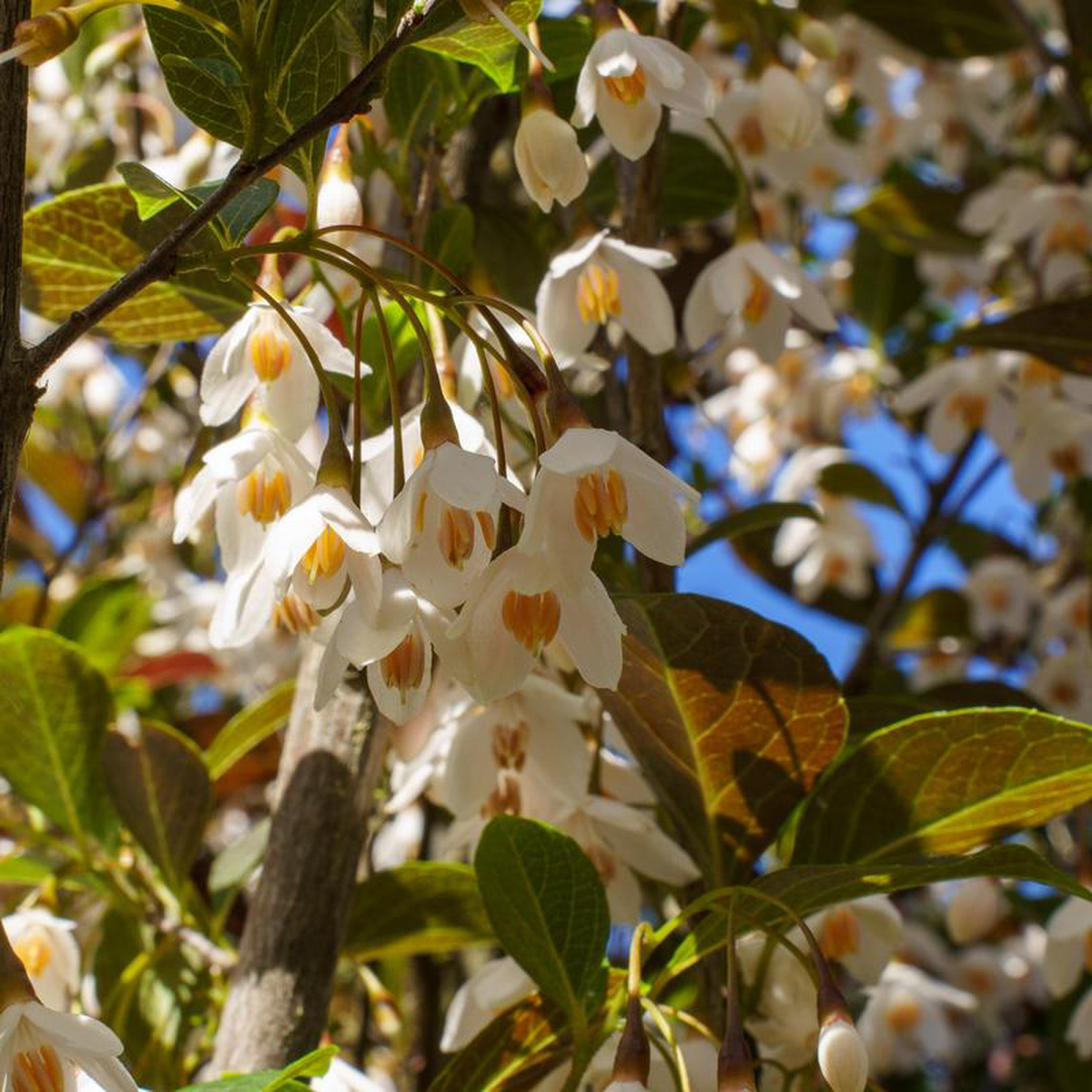 Evening Light Japanese Snowbell 175 inch B038B