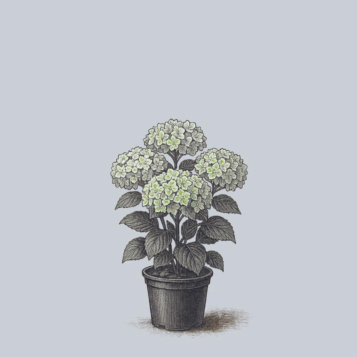 Everlasting Noblesse Bigleaf Hydrangea 3 Gallon