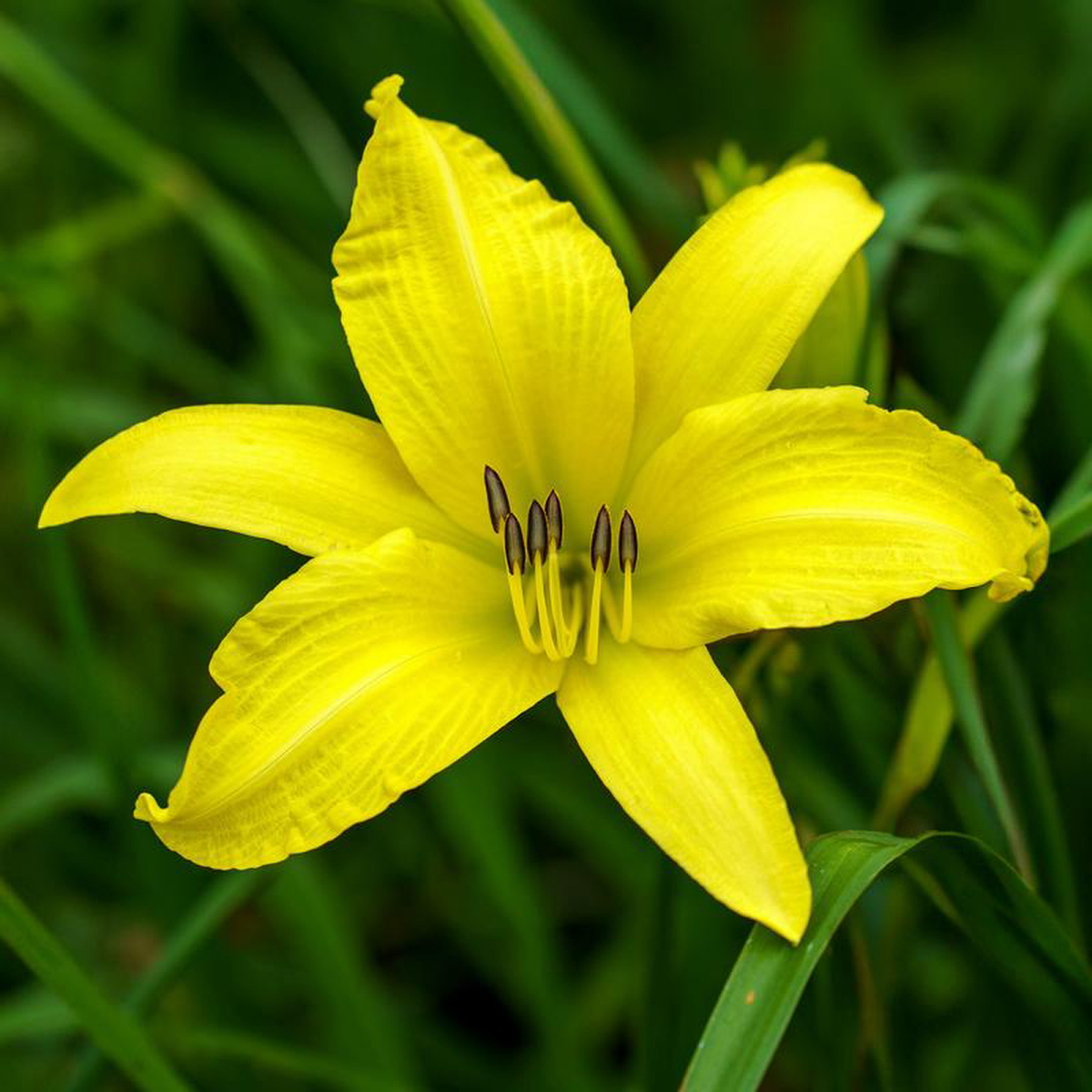 Hyperion Daylily 2 Gallon