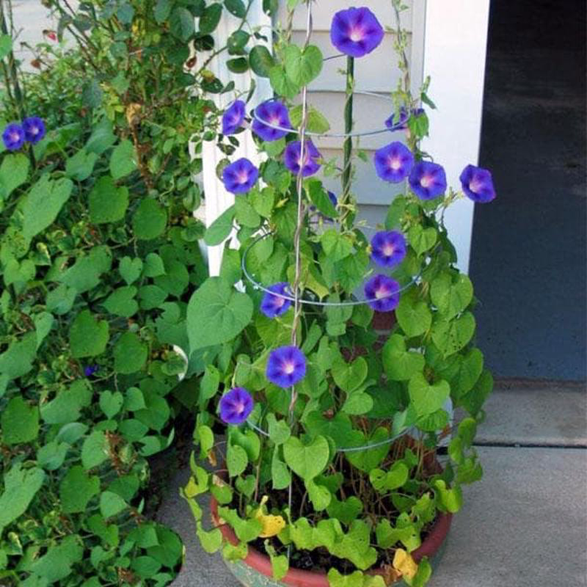 Ipomoea Morning Glory 8211 Plant