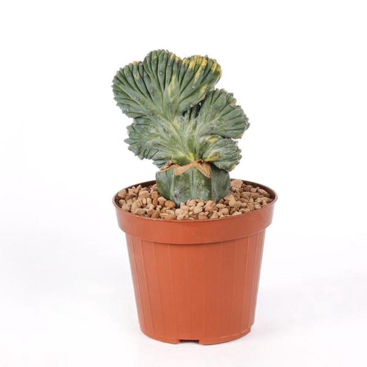 Myrtillocactus Geometrizans Crestato in Pot 13cm