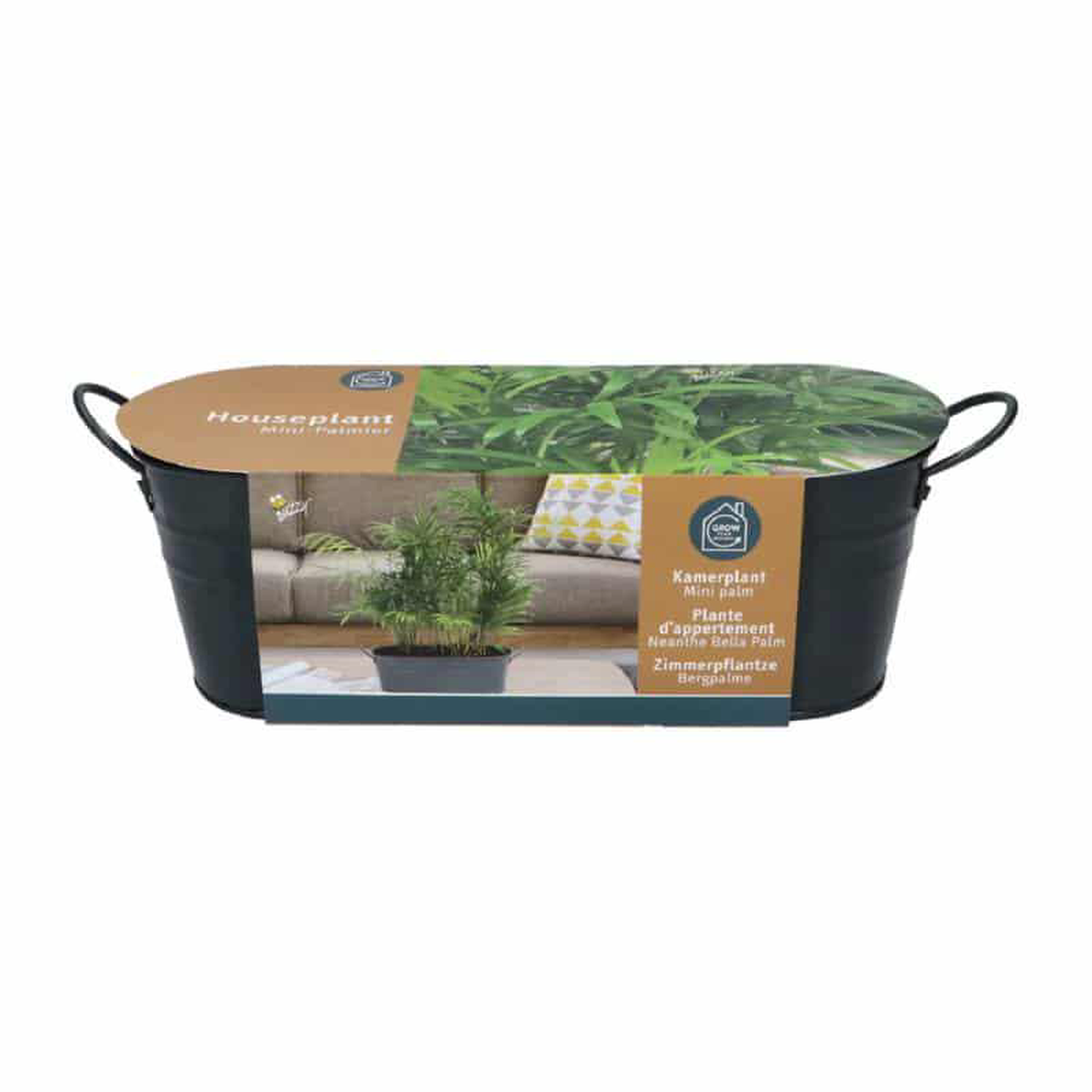 Buzzy Windowsill Grow Kit Houseplants Chameodora