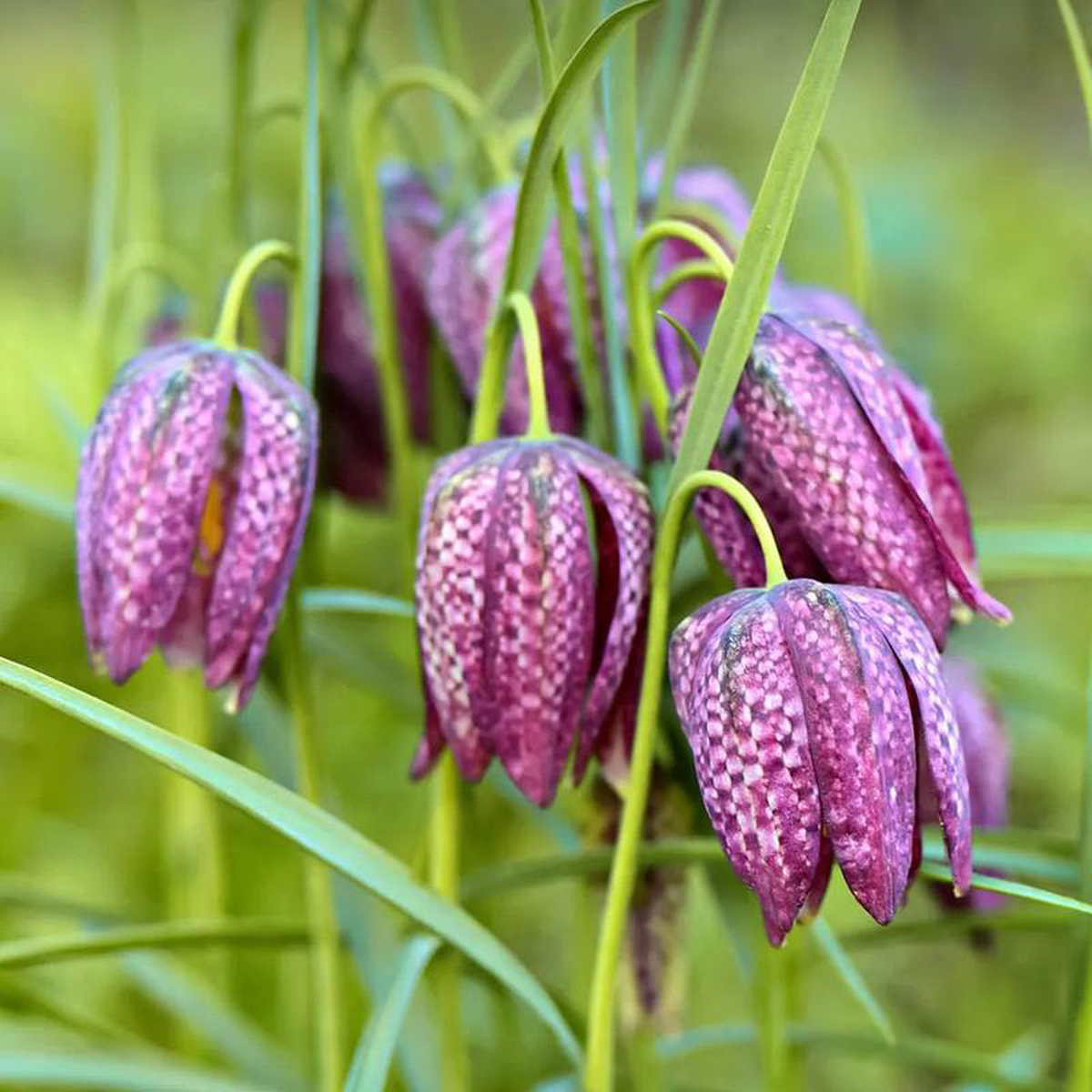 Fritillaria Meleagris Aquatic Pond Plant 8211 Snakes Head Fritillary 9cm (3 Pack)