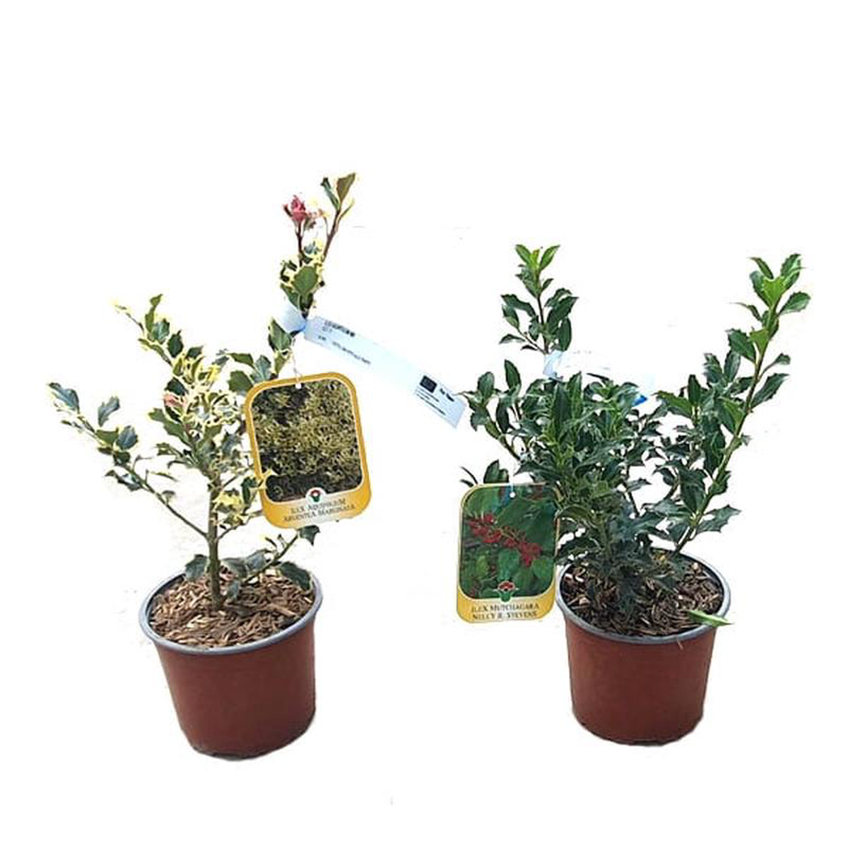 Quercus Ilex in Pot 19cm (Clt 3) H6080cm