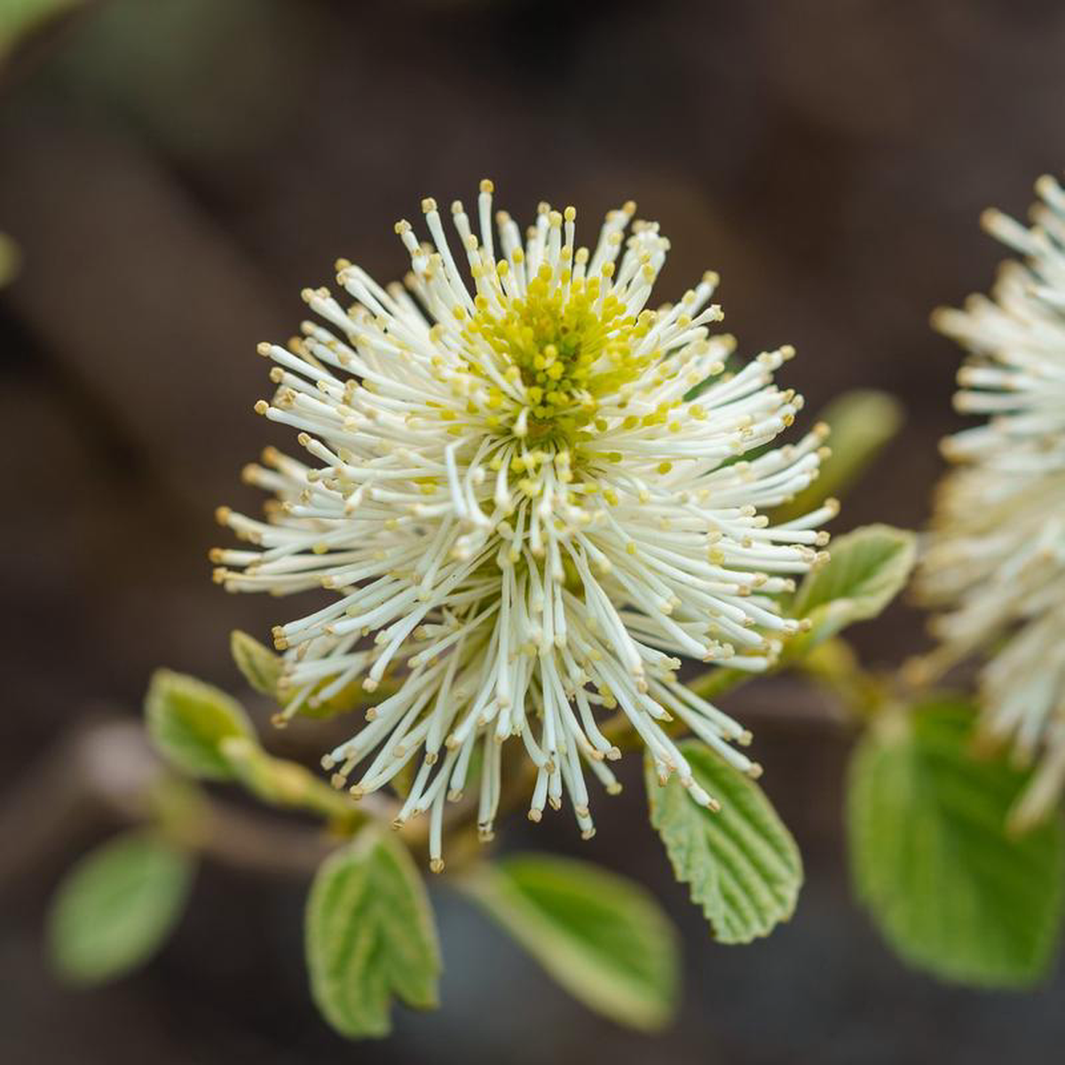 Blue Shadow Fothergilla 7 Gallon