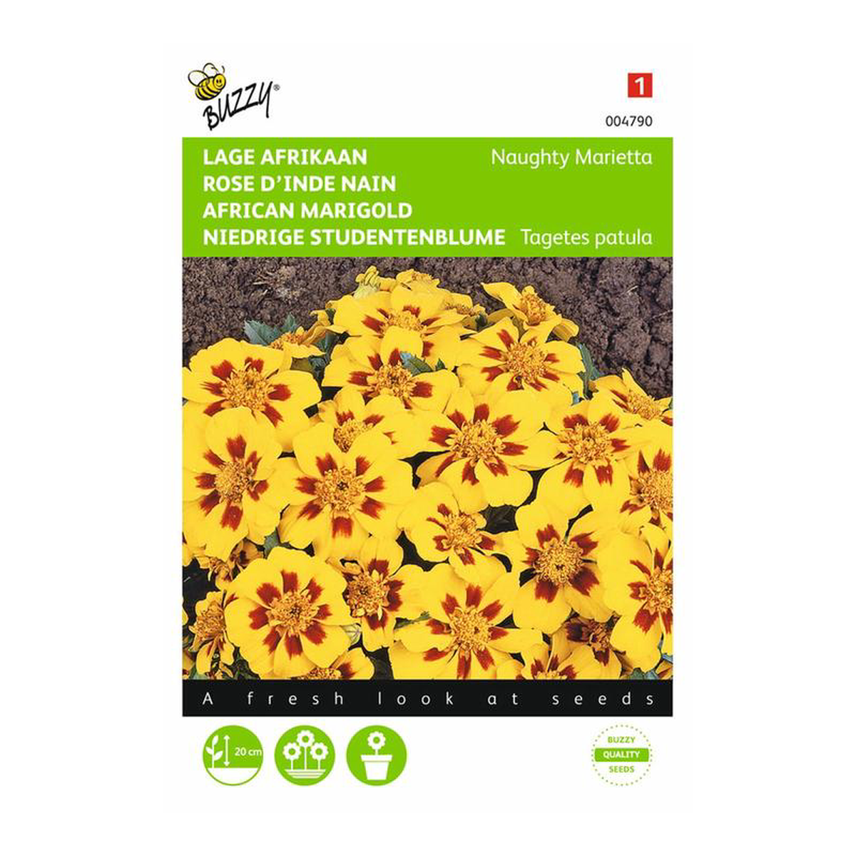 Buzzy French Marigold Naughty Marietta