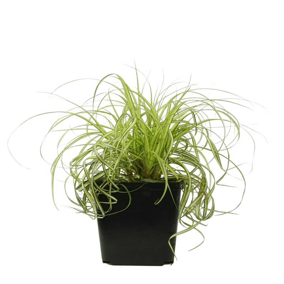 Carex 8216Moon Falls8217 1 Gallon