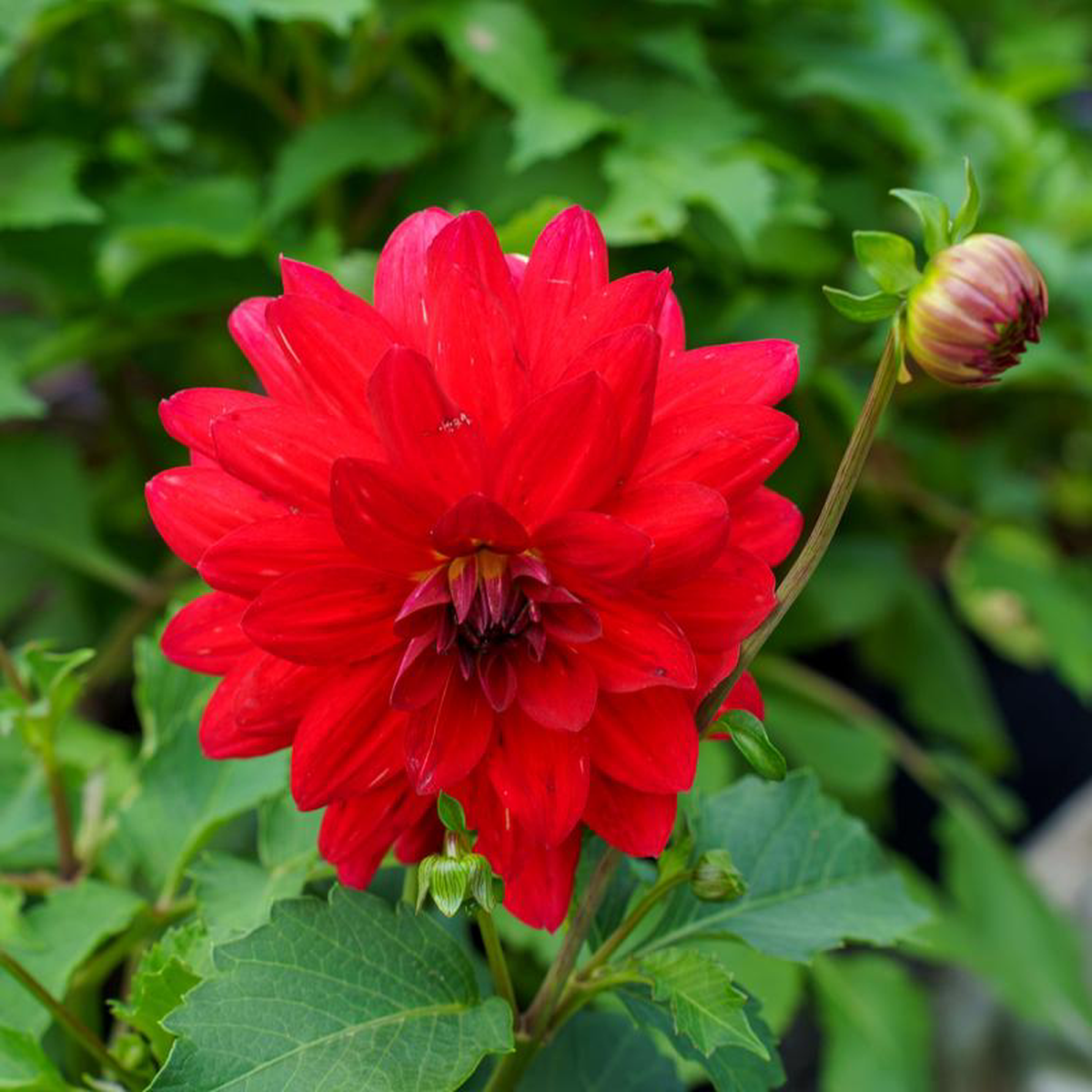 Dahlia 4 inch Pot