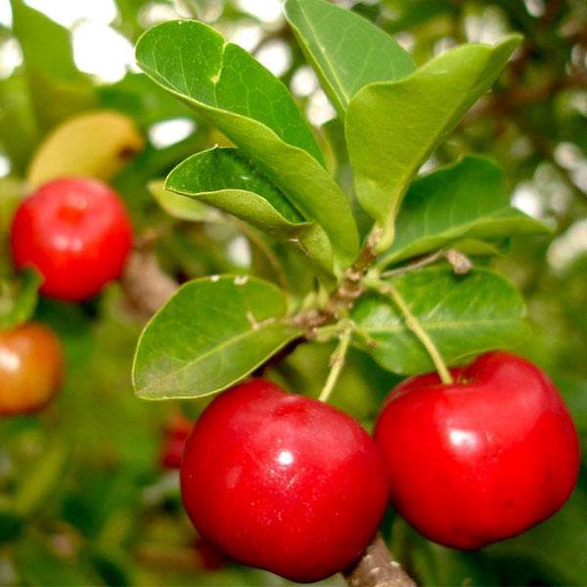 Kokum Ratamba ( Grown through seeds ) 8211 Plant