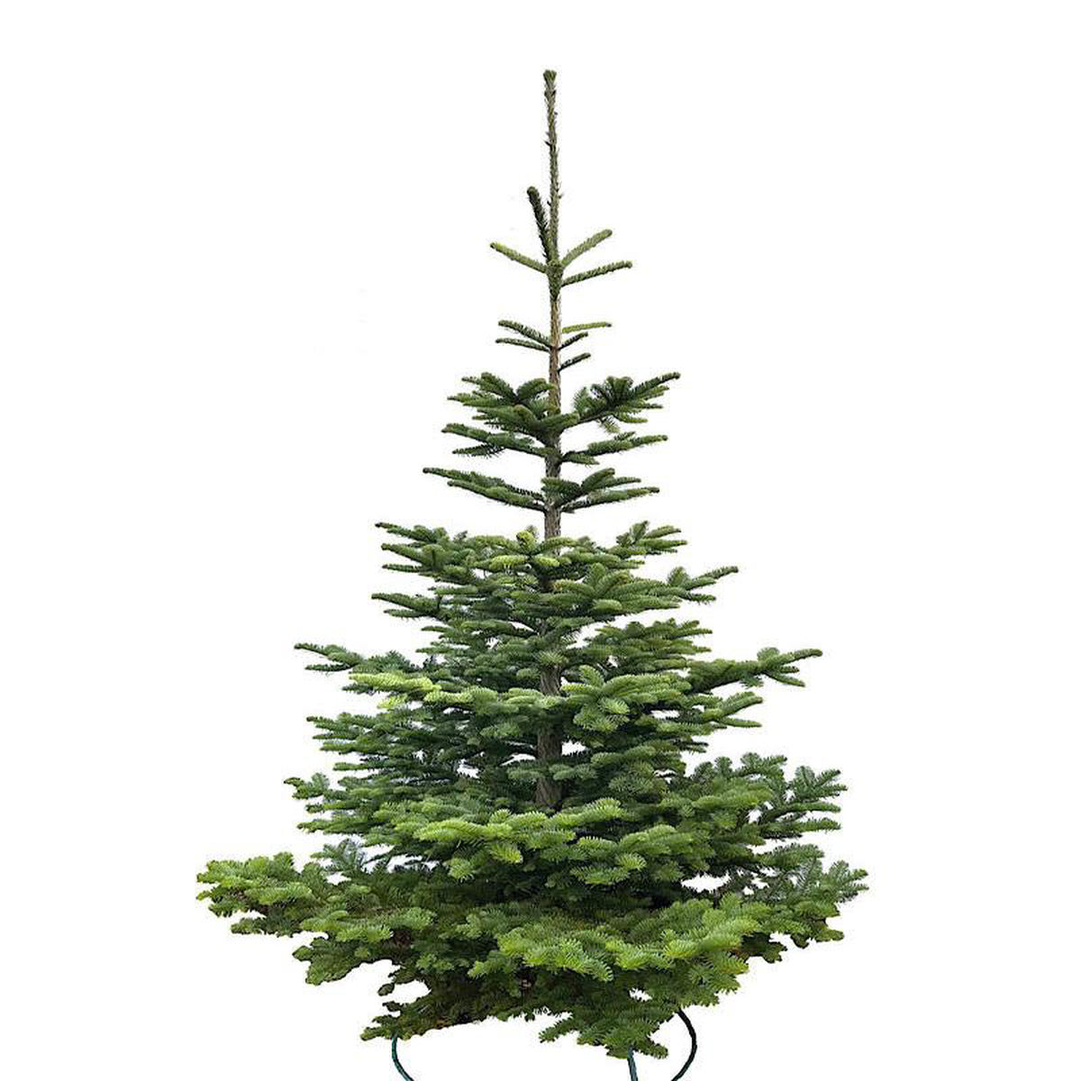 Natural Christmas Tree 6 Feet Multi-Colored Medium