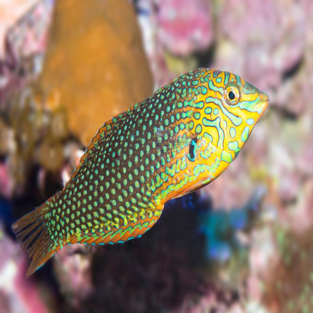 Wrasse 8211 Green Leopard