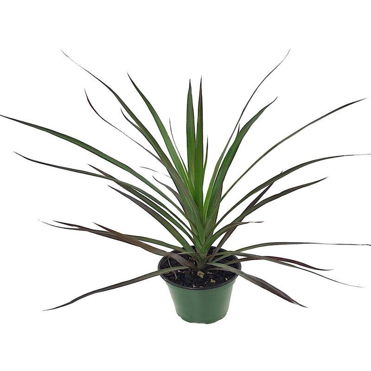 Dracaena marginata 8216Magenta8217 4 Inch