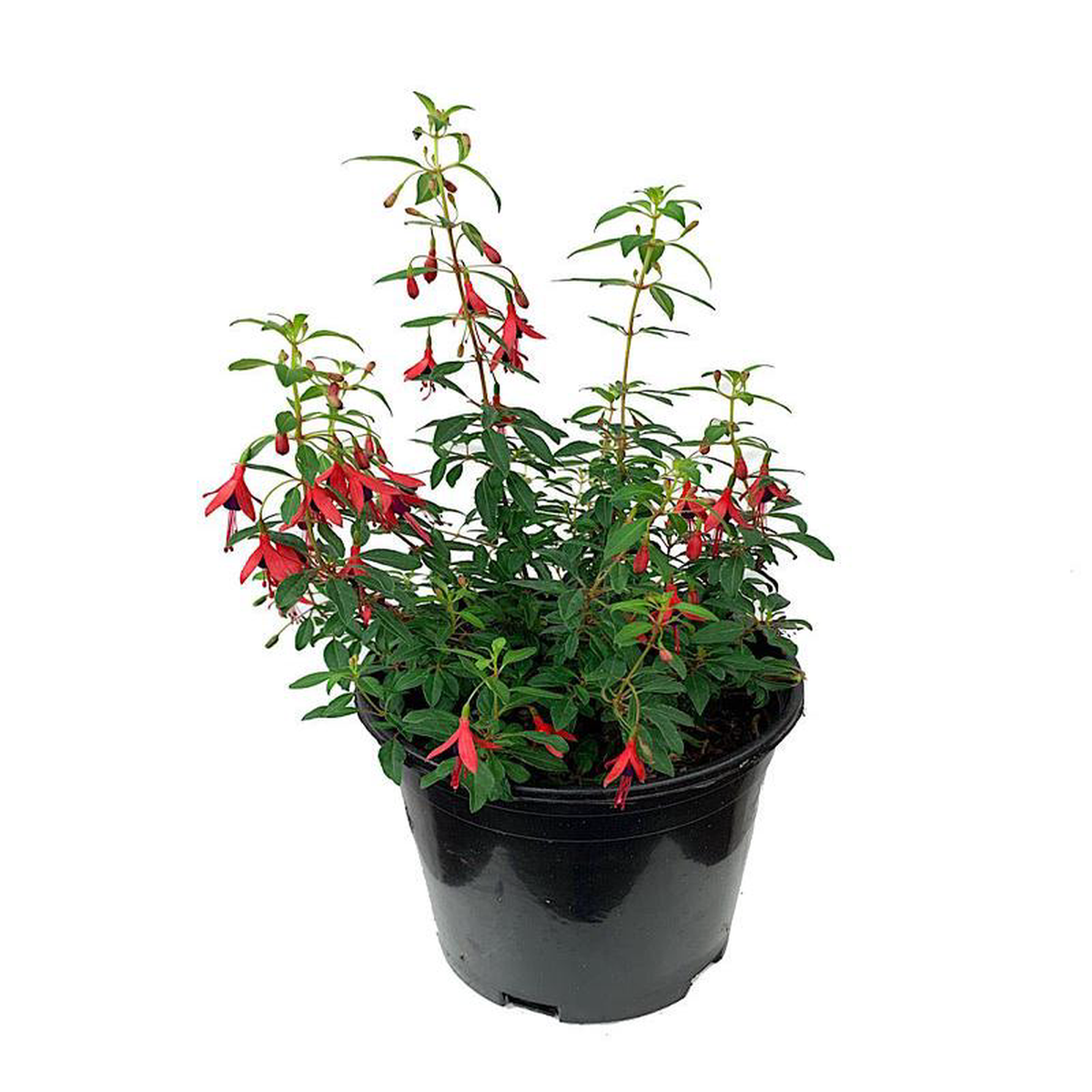 Fuchsia 8216Little Giant8217 1 Gallon
