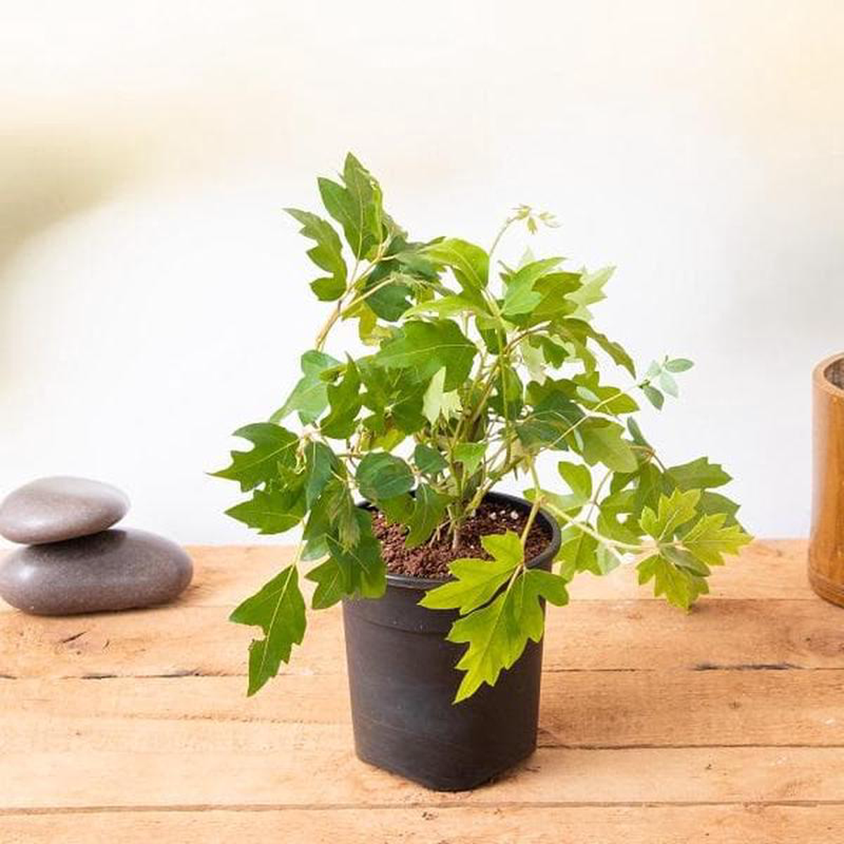 Grape Ivy 8211 Plant