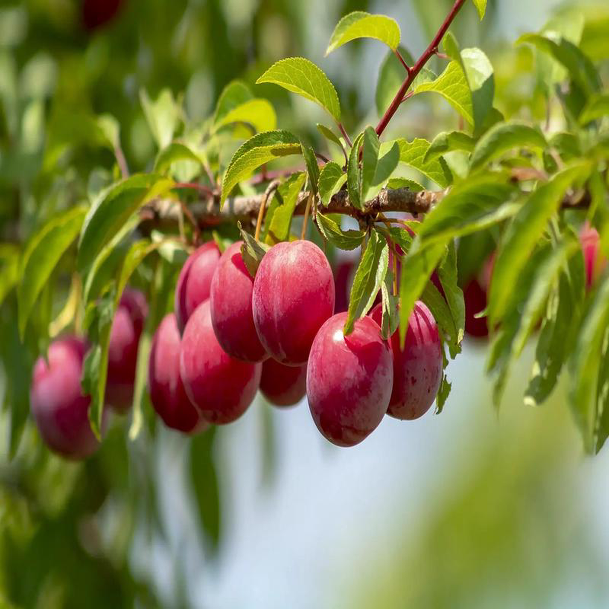 Plant Prunier Japonais Plum 606 greff RP-40 pot 1L non-trait