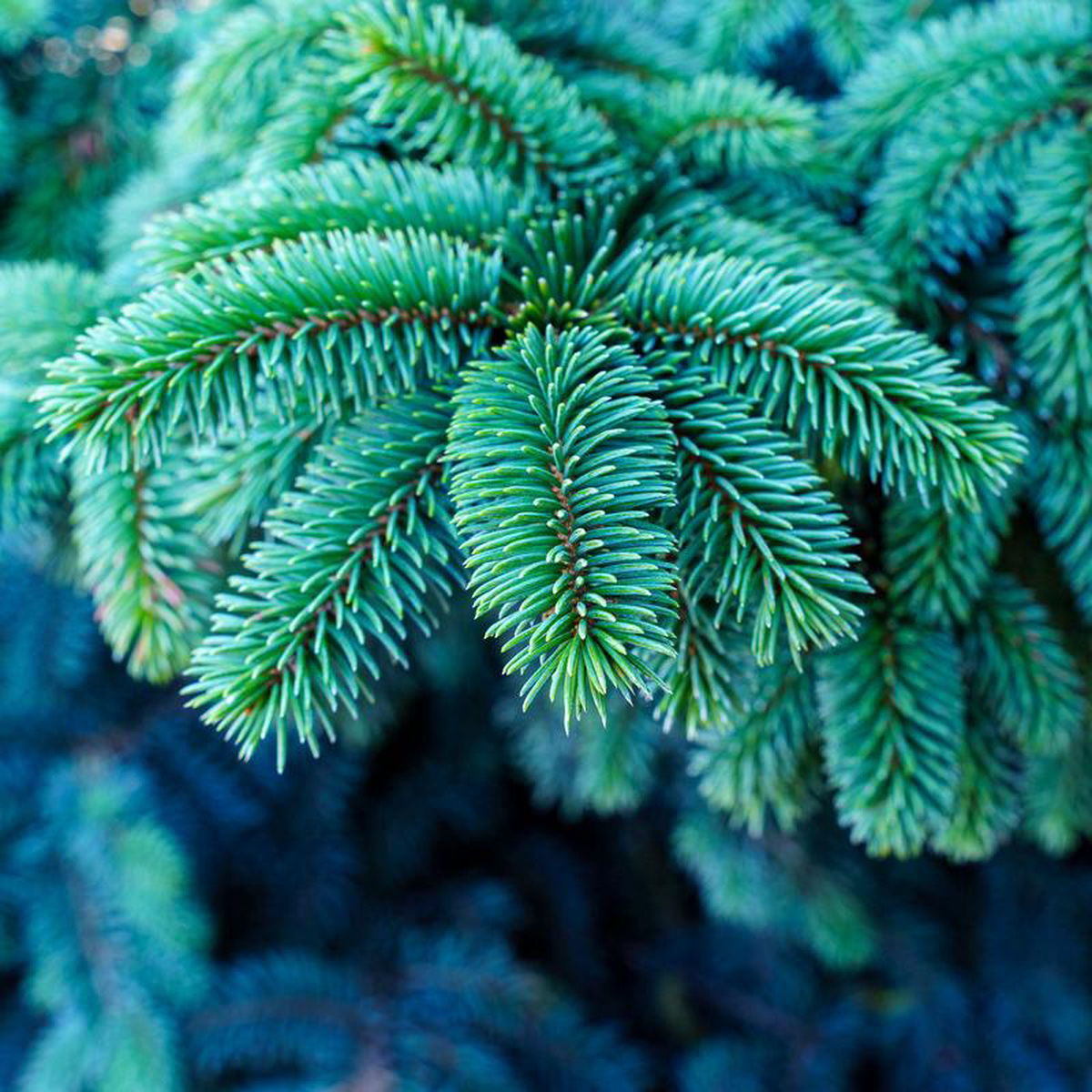 Waldbrunn Colorado Spruce 3 Gallon