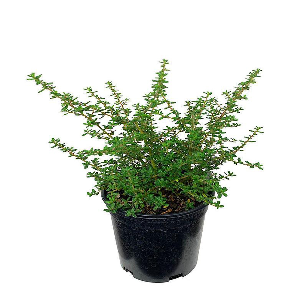 Ceanothus 8216Dark Star8217 1 Gallon
