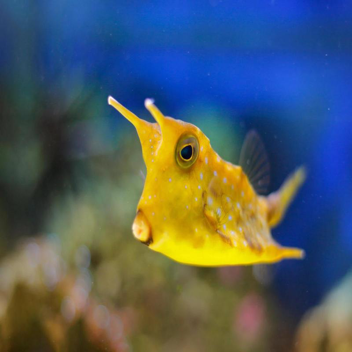Longhorn Cowfish
