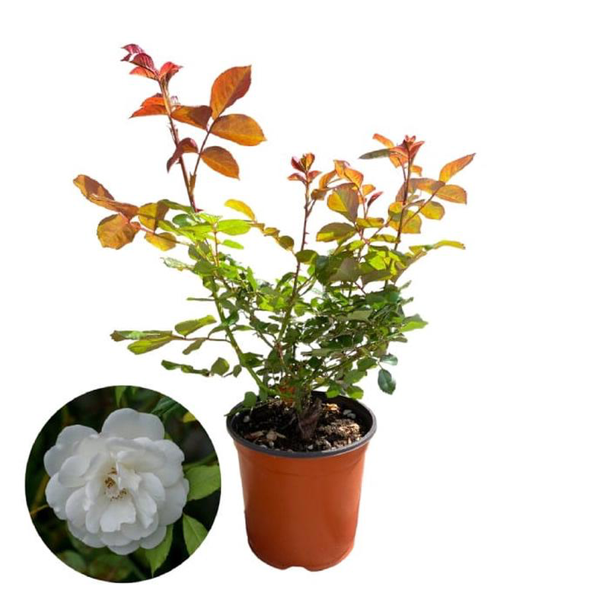 Rosa Neve dellEtna in Pot 18cm